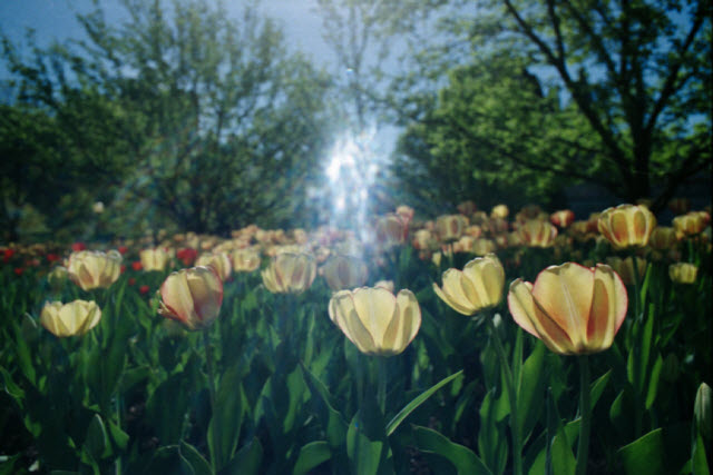 Ottawa (Canada), Canon AE-1 Program, Easypix 200, 2013.
