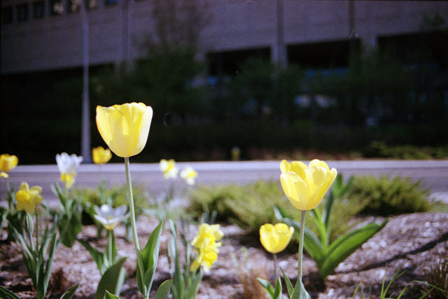 Ottawa (Canada), Canon AE-1 Program, Easypix 200, 2013.
