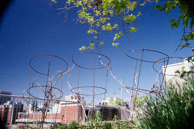 Ottawa (Canada), Canon AE-1 Program, Easypix 200, 2013.