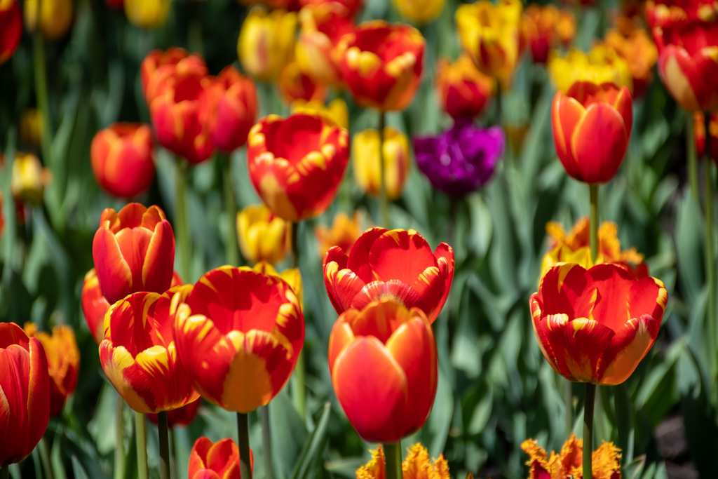Tulip Festival, Ottawa, Canada.