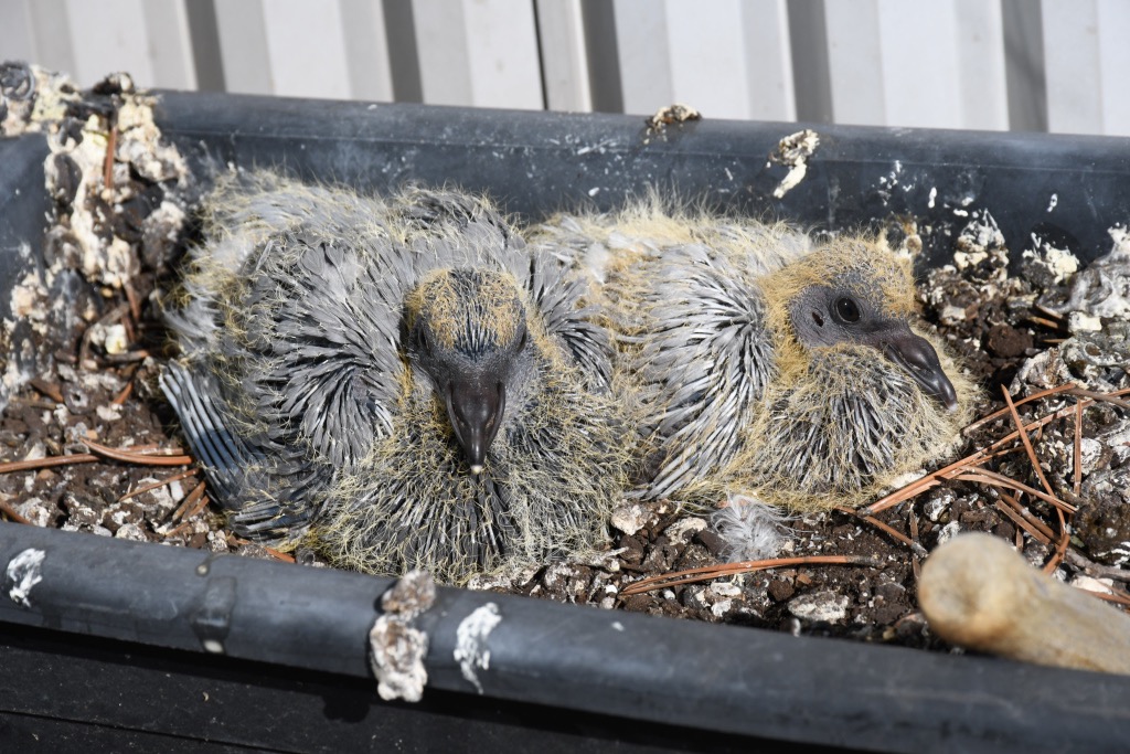 Pigeon nestlings, Ottawa, Canada.