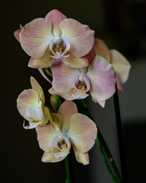 Moth orchids