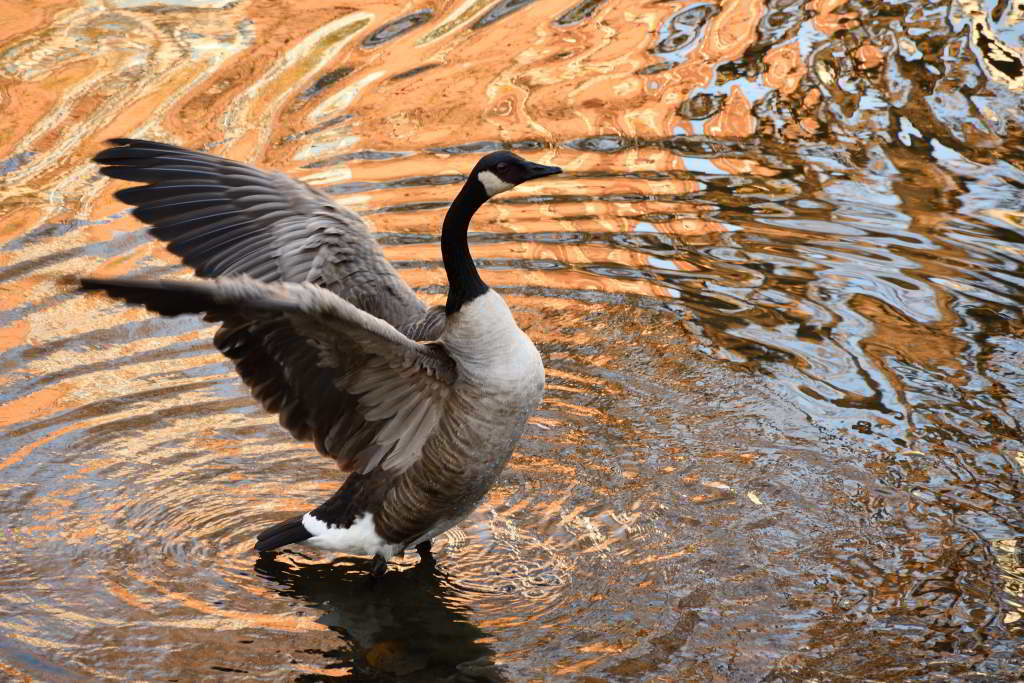 Canada goose in Rideau Canal, Ottawa (Canada)