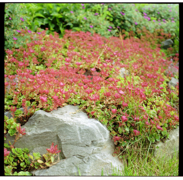 Ottawa, Canada, Kiev 60 with Volna 2.8/80mm lens, on Kodak Portra 100UC film.