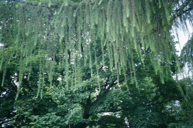 Ottawa (Canada), Kodak VR35 K80 on Easypix 200 film, 2013.