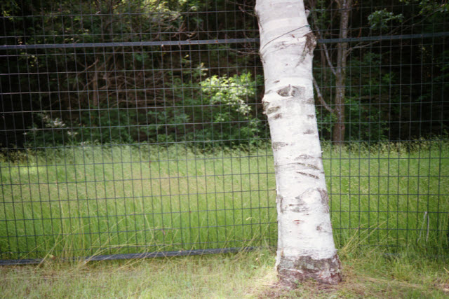 Ottawa (Canada), Kodak VR35 K80 on Easypix 200 film, 2013.