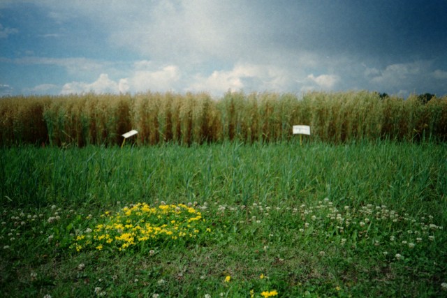 Bike ride to the Central Experimental Farm, Ottawa (Canada), Kodak VR35 K80 on Easypix 200 film, 2013.