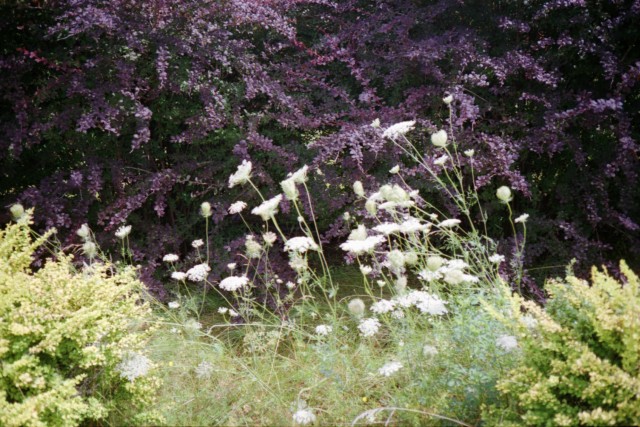 Bike ride to the Central Experimental Farm, Ottawa (Canada), Kodak VR35 K80 on Easypix 200 film, 2013.