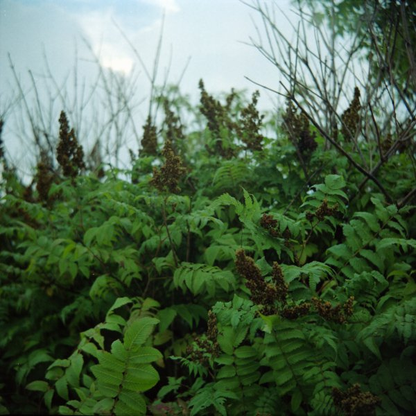 Lubitel medium format camera, Kodak Portra 400UC.