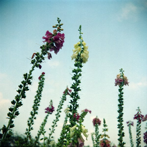 Lubitel medium format camera, Kodak Portra 400UC.