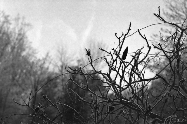 Ottawa, Nikkormat Ftn, Ilford XP2, 2013.