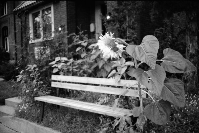 Chinatown, Ottawa, Nikkormat Ftn, Ilford XP2 Super, 2010.