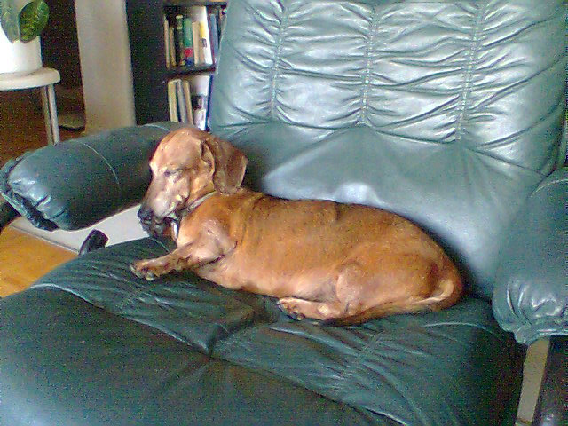 Good ole Duke, our dachshund. He passed away in 2013 at the ripe old age of 17.