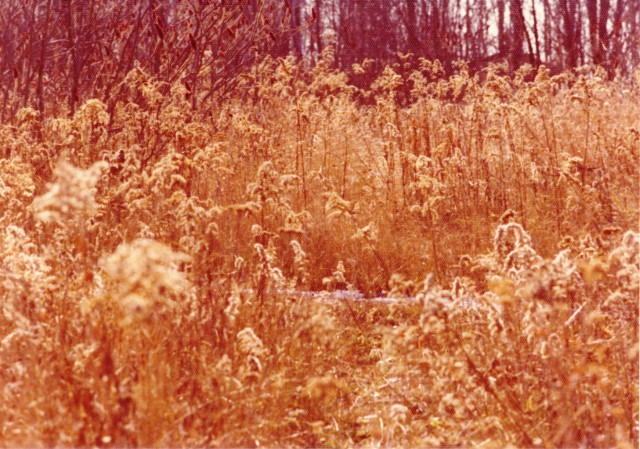 Aylmer, Québec. Pentax K2, 1976.