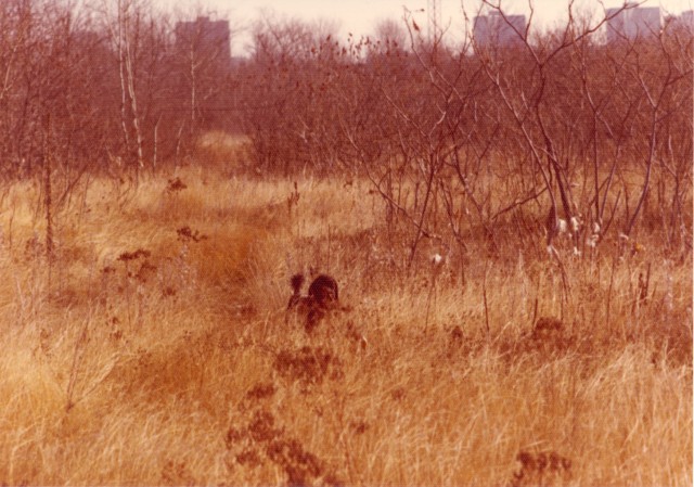 Aylmer, Québec. Pentax K2, 1976.