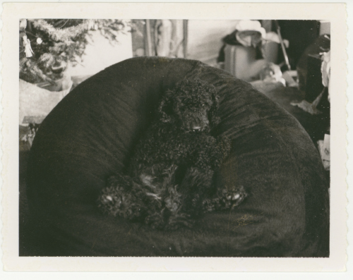 Polaroid Model 160, 1974.