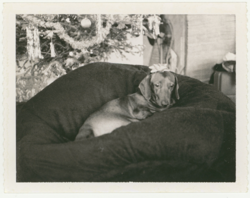 Polaroid Model 160, 1974.