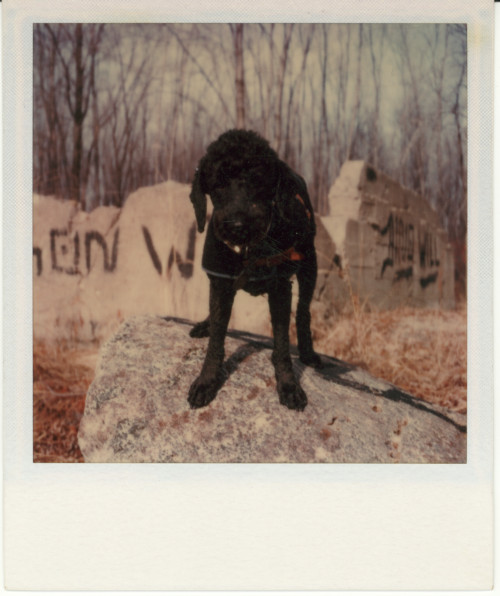 Vintage Polaroid SX-70, 1976.