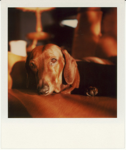 Vintage Polaroid SX-70, 1975.