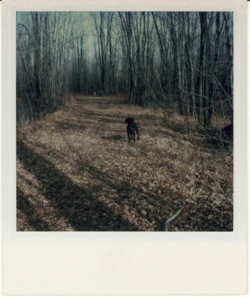 Vintage Polaroid SX-70, 1976.