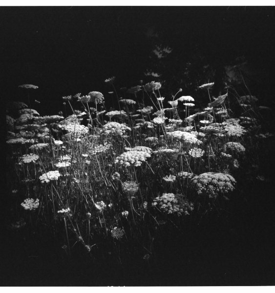 Woca medium format toy camera, Kodak 400TX, circa 2001.